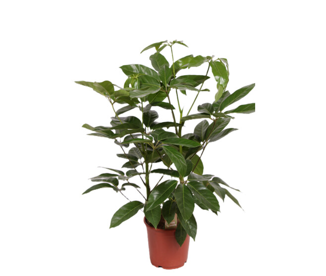 SCHEFFLERA AMATE