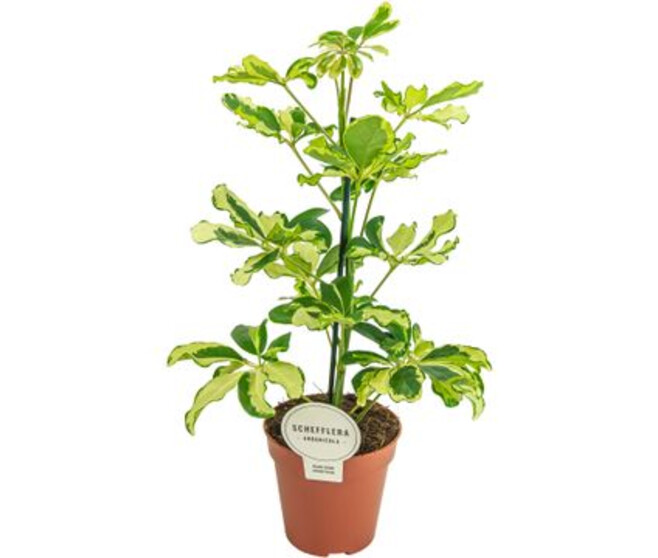 SCHEFFLERA CHARLOTTE