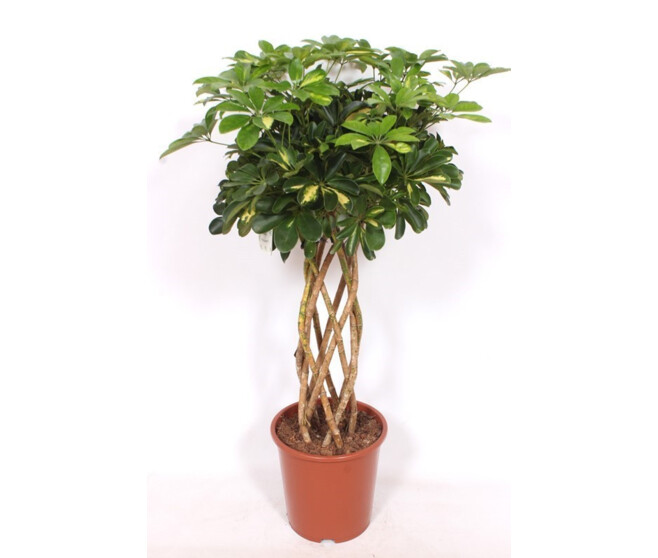 SCHEFFLERA GOLD COLONNE TRESSE