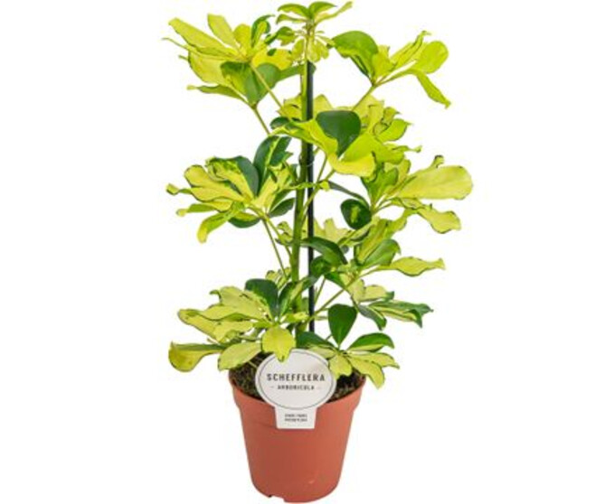 SCHEFFLERA MELANIE