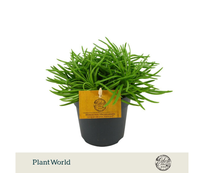 SENECIO HIMALAYA