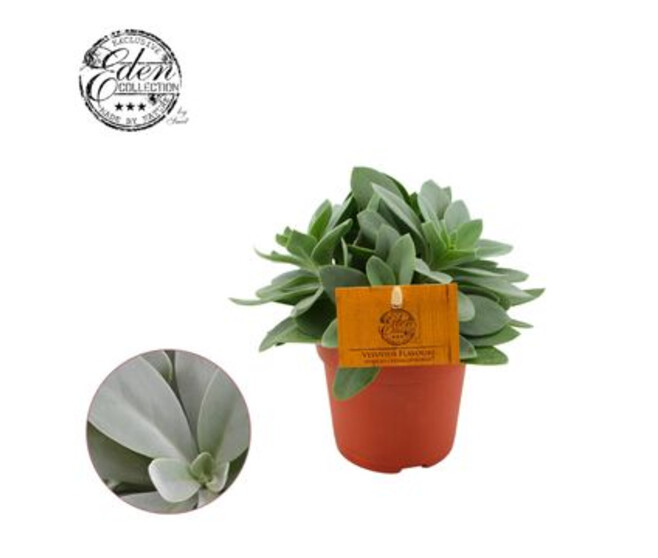SENECIO CEPHALOPHORUS