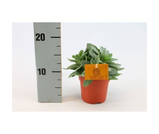 SENECIO CEPHALOPHORUS