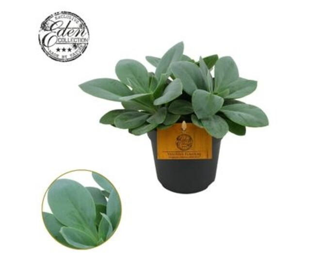 SENECIO CEPHALOPHORUS