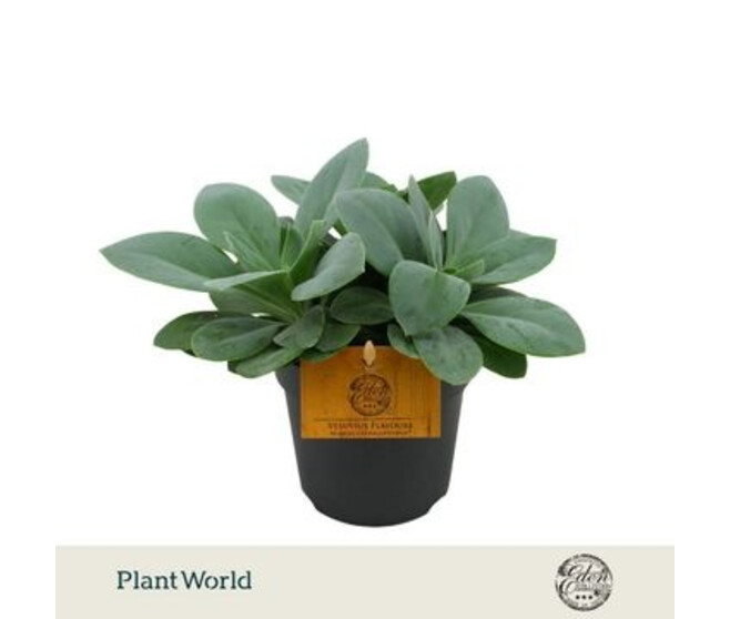 SENECIO CEPHALOPHORUS