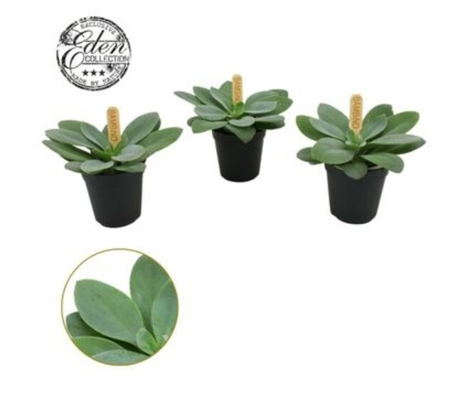 SENECIO MOUNTAIN FIRE CEPHALOPHORUS