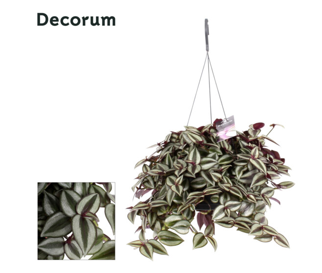 TRADESCANTIA ZEBRINA PURPUSII SUSP