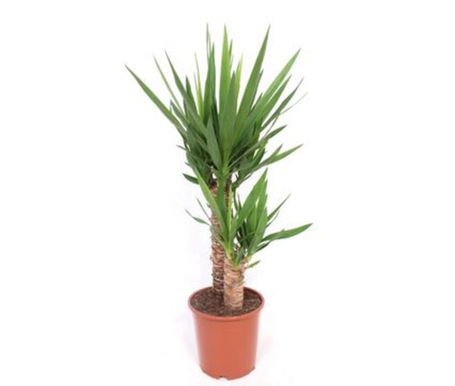 YUCCA 60-30