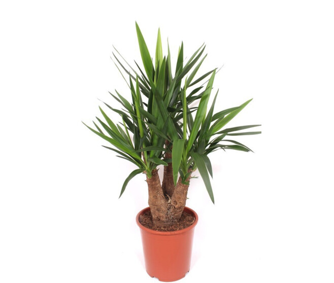 YUCCA RAMIFIE