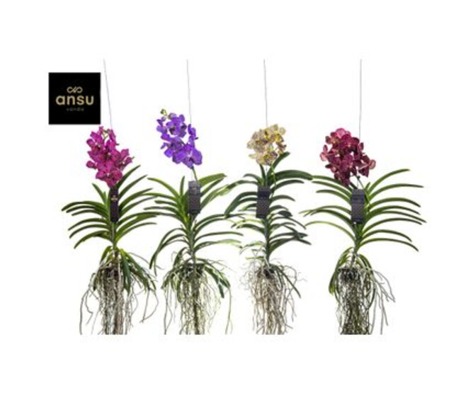 VANDA VARIEES SUSP