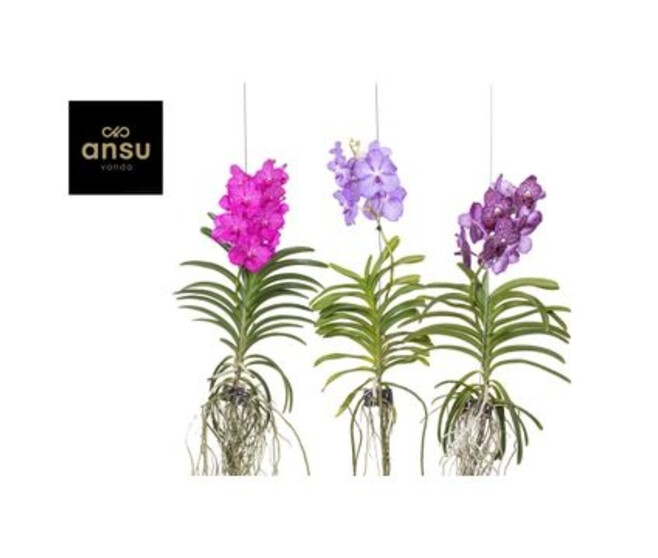 VANDA VARIEES SUSP