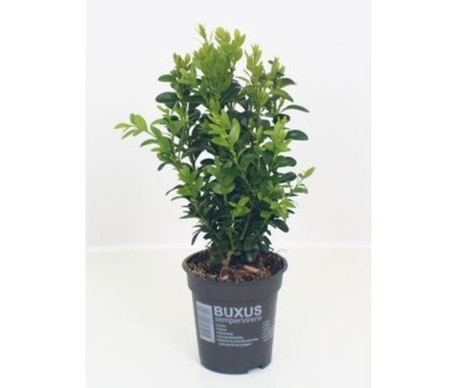 BUXUS