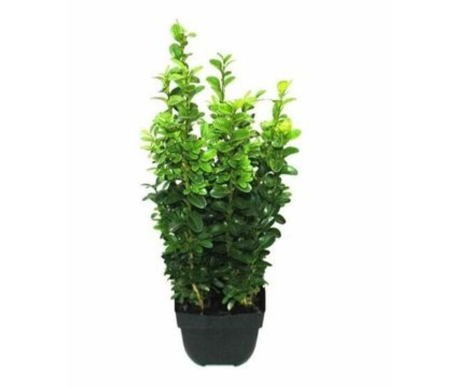 BUXUS