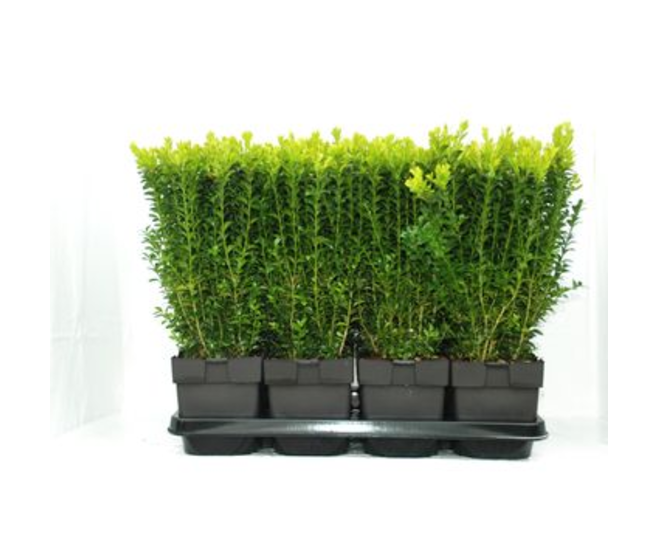 BUXUS
