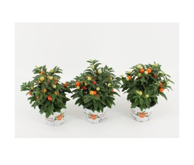 SOLANUM