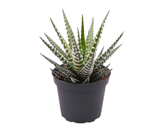 CACTUS HAWORTHIA FASCIATA