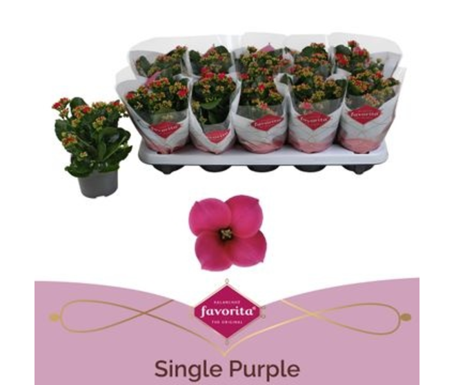 KALANCHOE MAUVE
