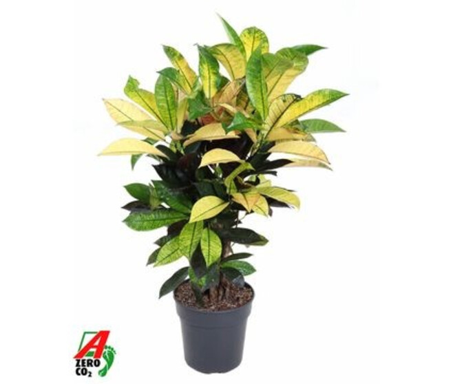 CROTON ICETON RAMIFIE