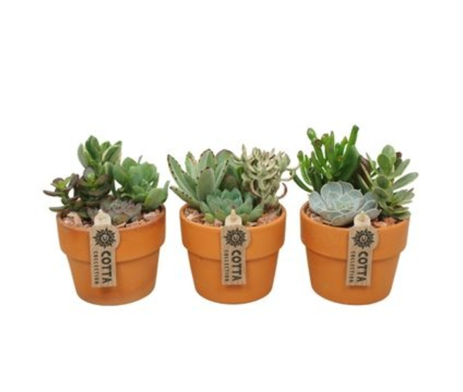 SUCCULENTE VARIEES P TERRE