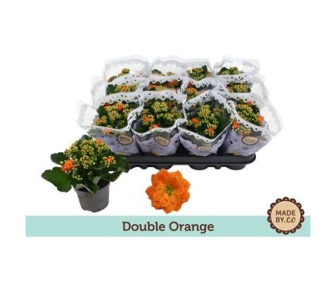 KALANCHOE FL DBLE ORANGE
