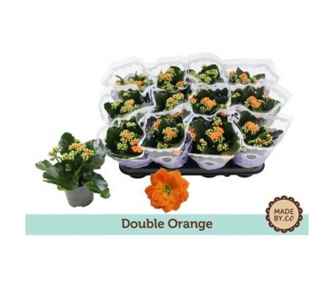 KALANCHOE FL DBLE ORANGE