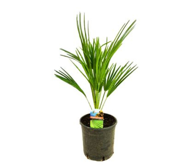 CHAMAEROPS HUMILIS