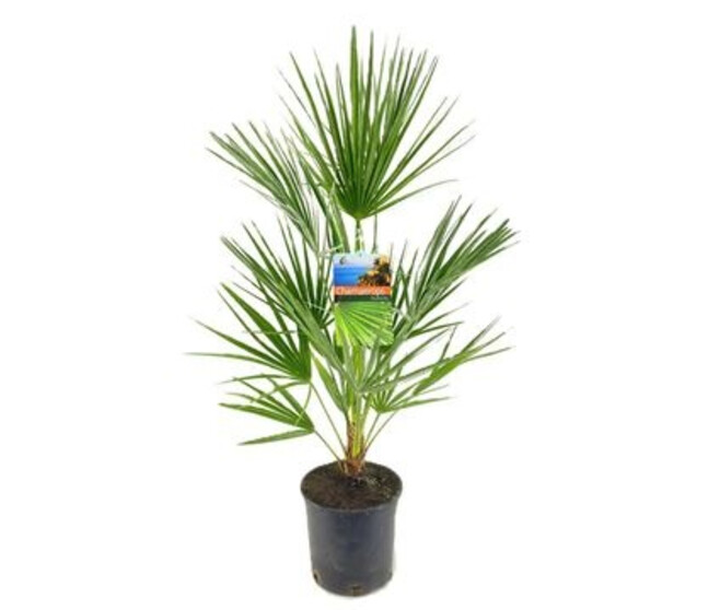 CHAMAEROPS HUMILIS