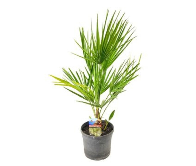 CHAMAEROPS HUMILIS