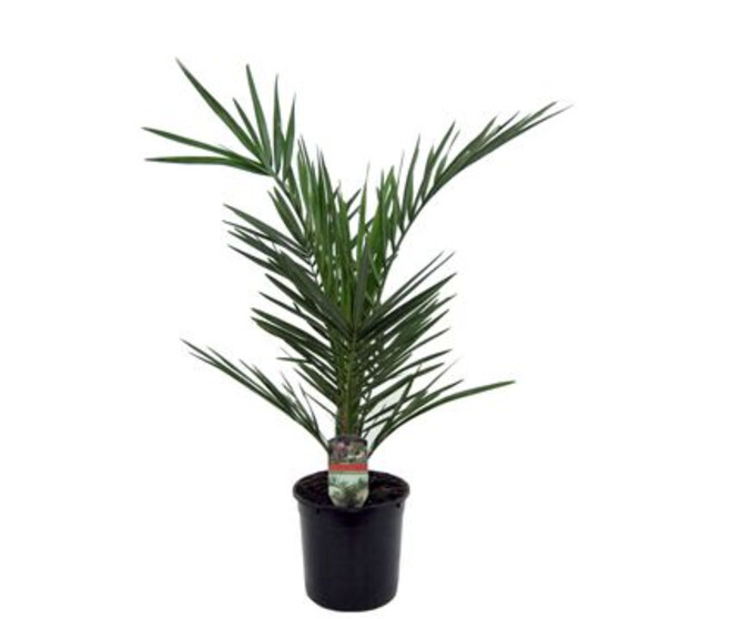 PHOENIX CANARIENSIS