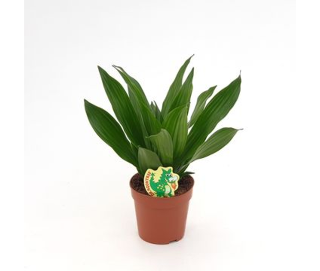 DRACAENA GREEN JEWEL