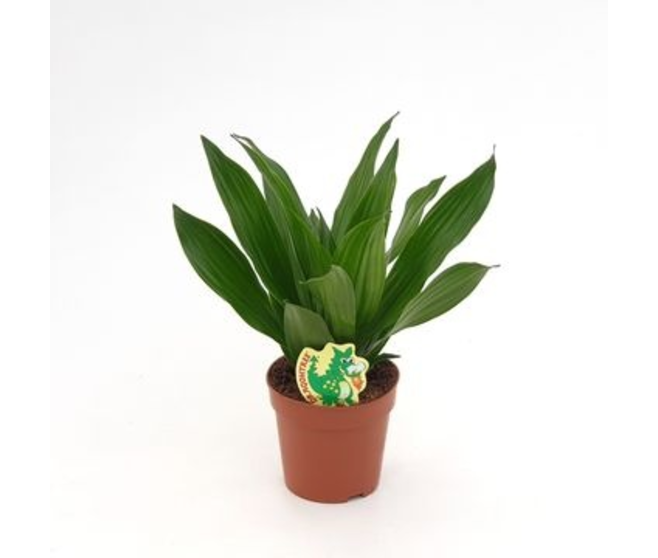 DRACAENA GREEN JEWEL