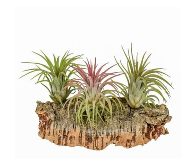 TILLANDSIA BOIS DE LIEGE MEDIUM