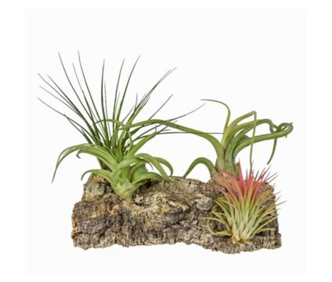 TILLANDSIA BOIS DE LIEGE LARGE