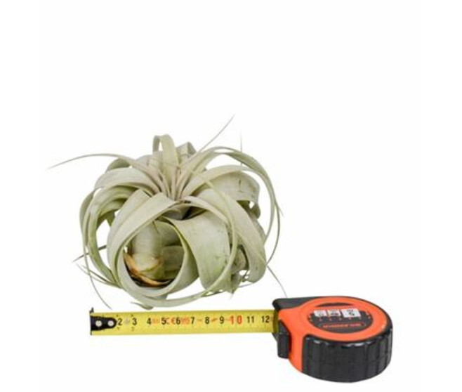 TILLANDSIA XEROGRAPHICA X10