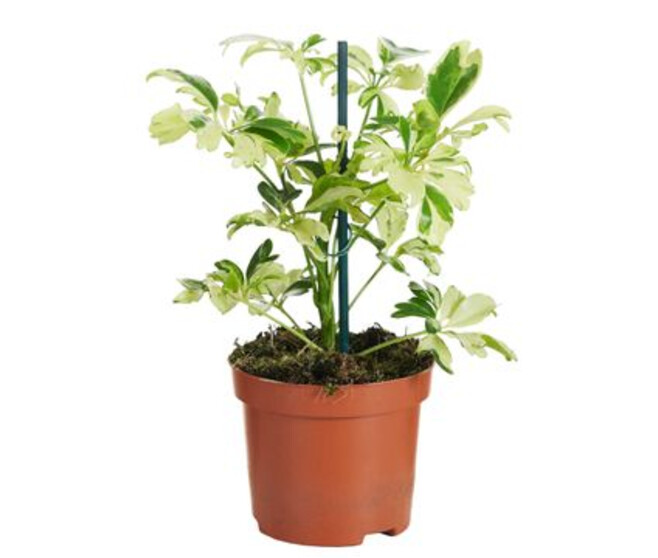 SCHEFFLERA JANINE