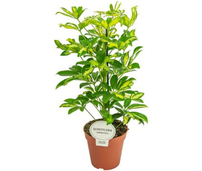SCHEFFLERA GERDA