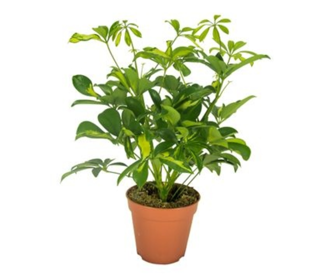 SCHEFFLERA GERDA RAMIFIE
