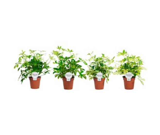 SCHEFFLERA VARIES RAMIFIE