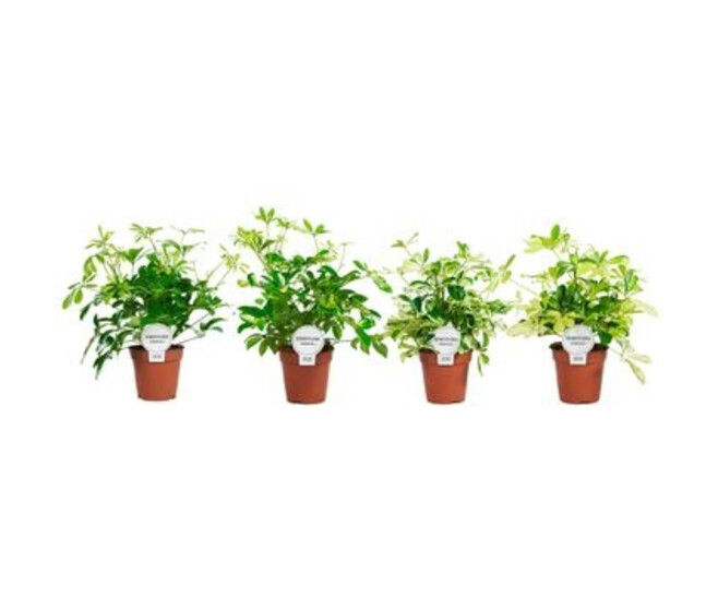SCHEFFLERA VARIES RAMIFIE