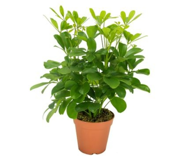 SCHEFFLERA NORA RAMIFIE