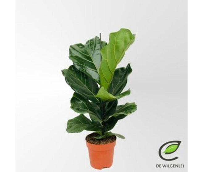 FICUS LYRATA