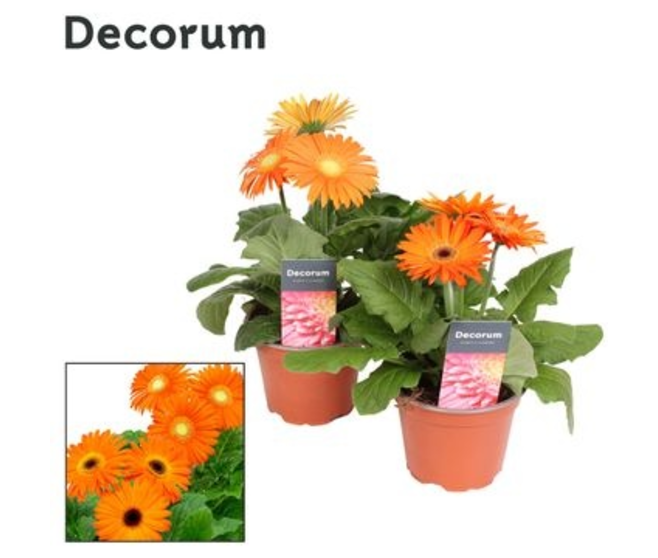 GERBERA ORANGE DECORUM