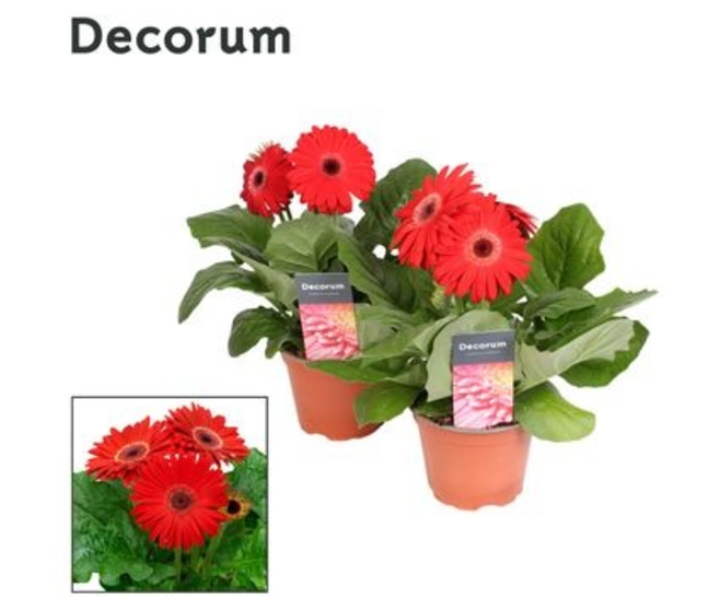 GERBERA ROUGE DECORUM