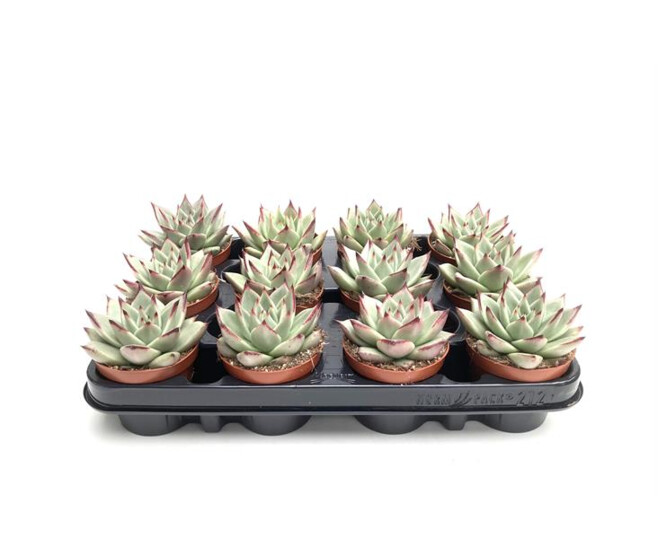 ECHEVERIA EBONY
