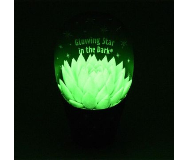 ECHEVERIA FLUORESCENT