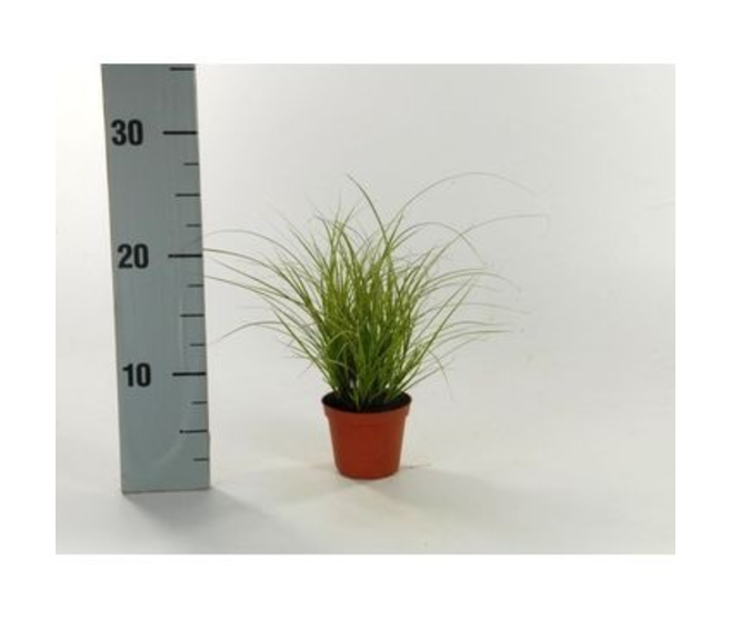 CAREX BRUNNEA JUBILO
