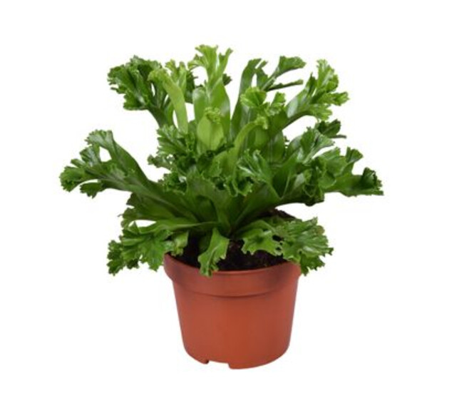 ASPLENIUM LESLEY