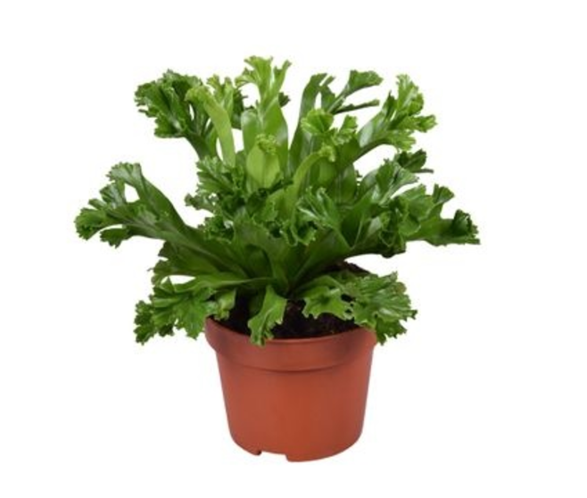 ASPLENIUM LESLEY