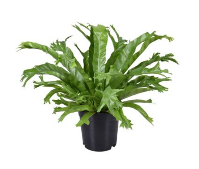 ASPLENIUM CRISSIE