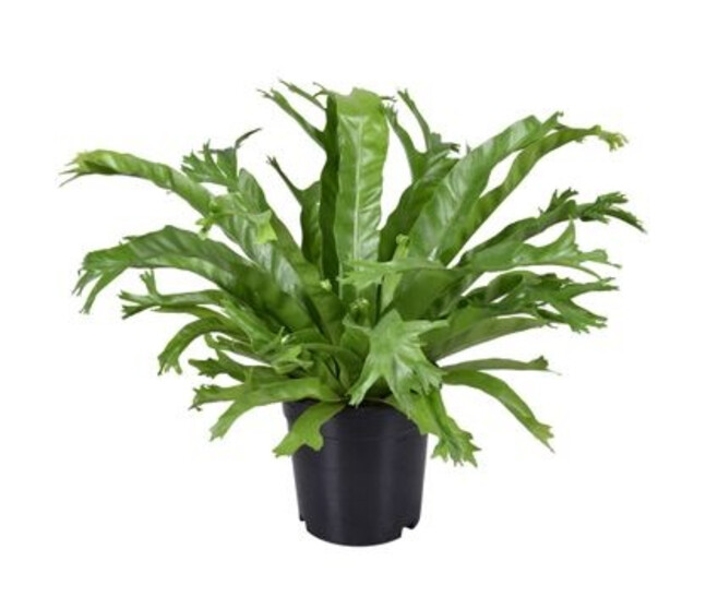 ASPLENIUM CRISSIE